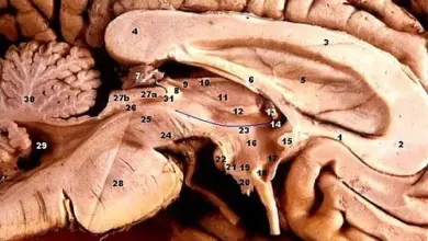 Anatomický řez lidského mozku s označením hypotalamu.