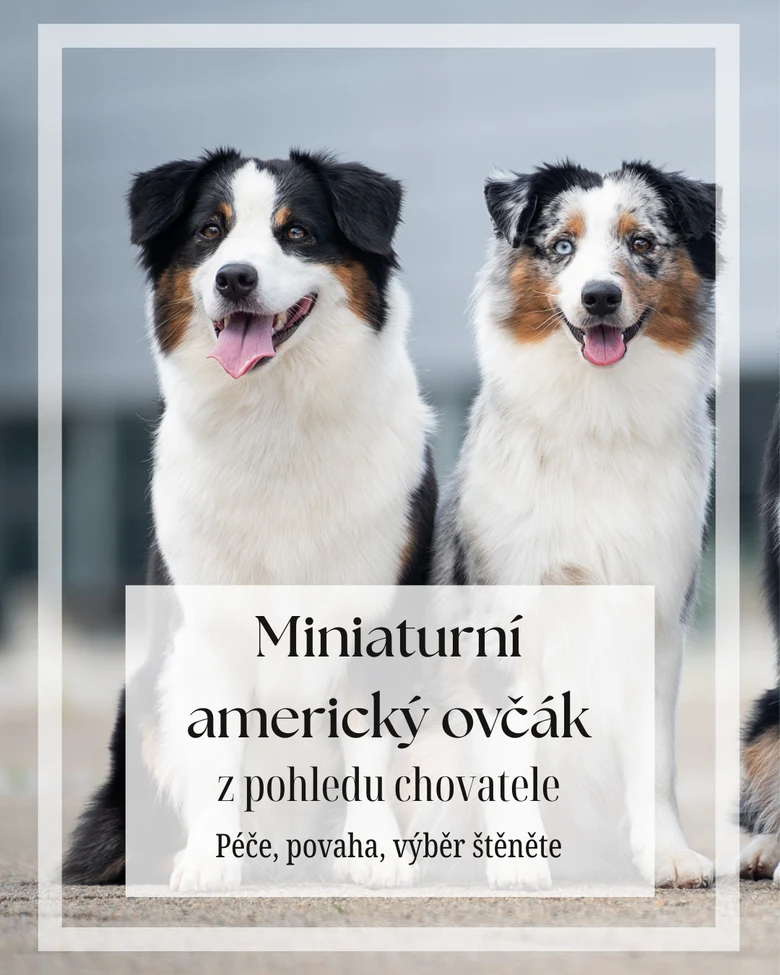 Dva štěňata miniaturního amerického ovčáka sedící vedle sebe