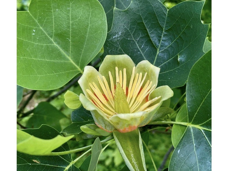 Květenství tulipánovníku obklopené velkými listy na stromě.