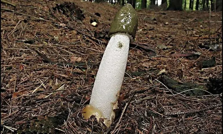 Hadovka smrdutá rostoucí na lesní zemi mezi jehličím.