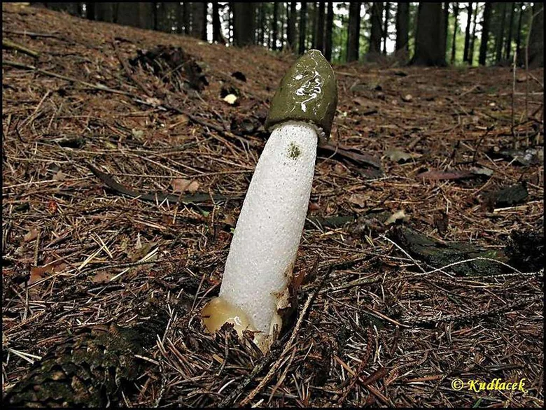 Hadovka smrdutá rostoucí na lesní zemi mezi jehličím.