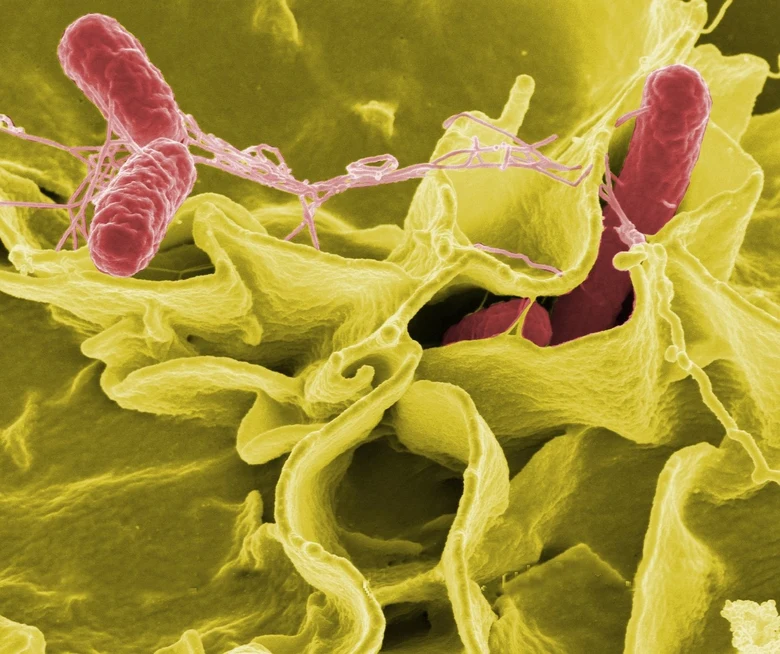 Salmonella bacteria on cells