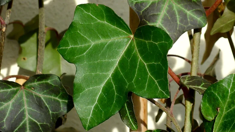 Zelené listy anglického břečtína Hedera helix rostoucí na zdi.