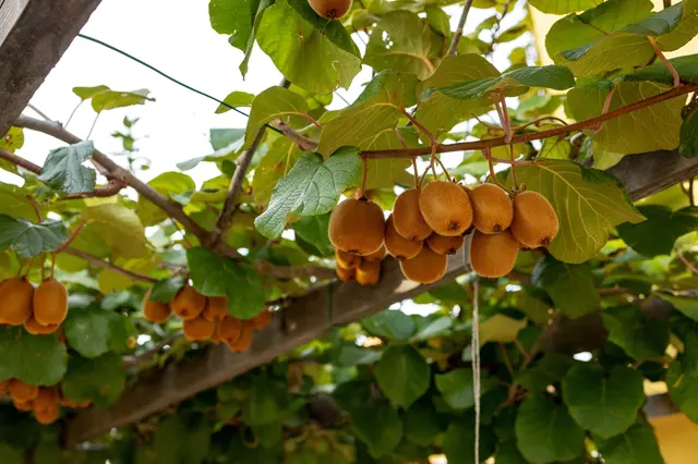 Zralé kiwi visí na vinném loubu mezi zelenými listy.