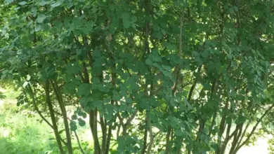 Zdravý keř muchovníku olšolistého rostoucí v zahradě.