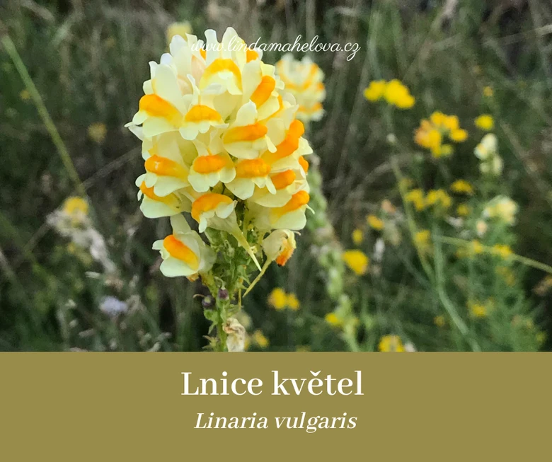 Žlutobílá květina lnice obecná v přírodním prostředí.
