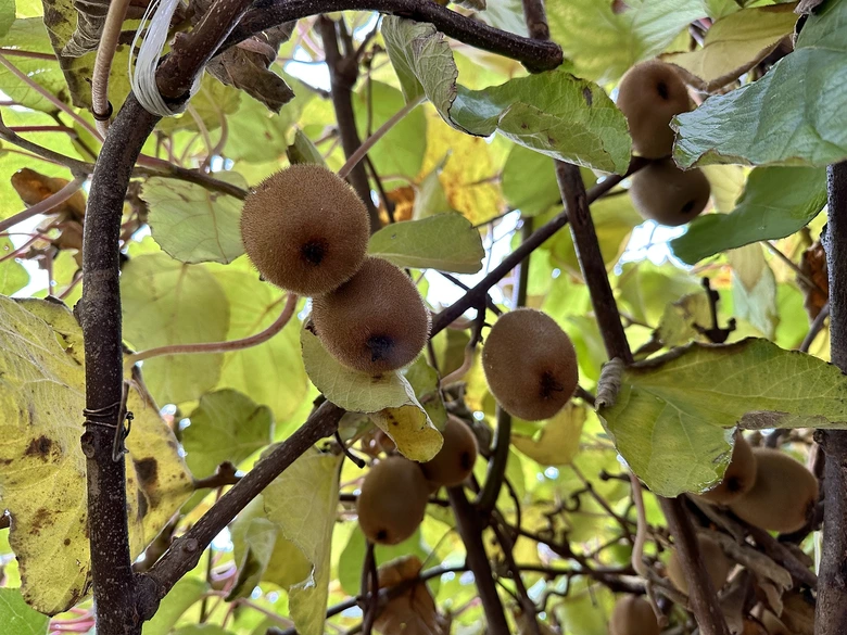 Zralé kiwi visící na keři mezi zelenými listy.