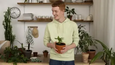 Muž drží malou pokojovou rostlinu v hrnci mezi dalšími zelenými.