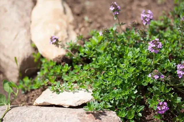 Thyme plant with flowers