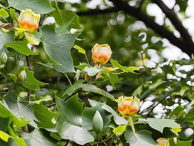 Květy listnatého stromu tulipánovníku mezi zelenými lístky.