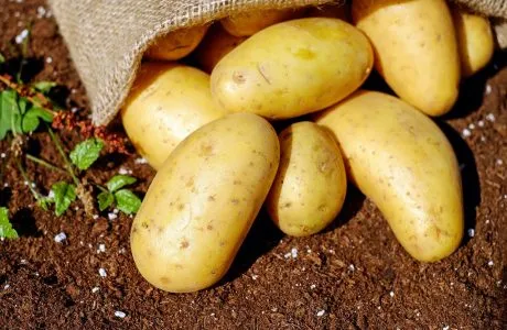 Svěží žluté brambory vytažené z pytle na zahradní půdě.