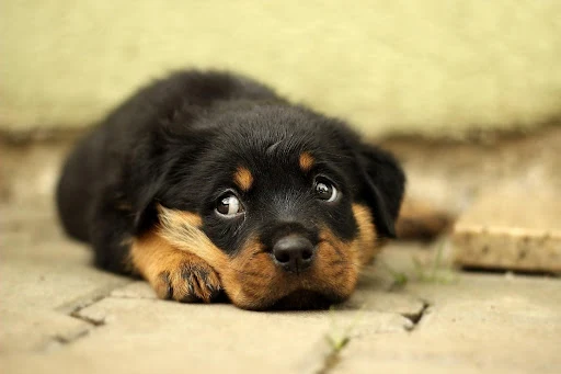 Mladý štěně rottweilera leží na zemi s výrazným pohledem.