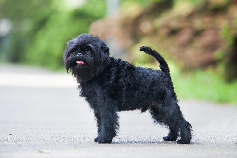 Malý černý pes rasy Opičí pinč stojí na asfaltu venku.